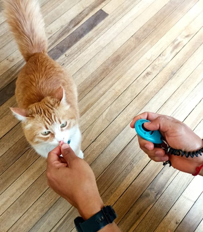 gato clicker