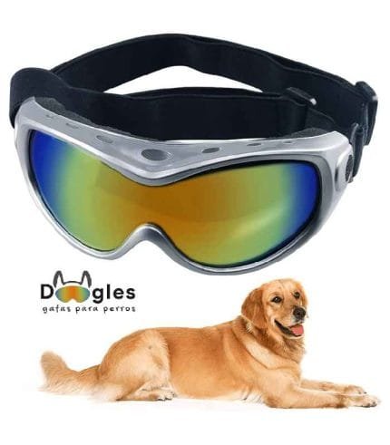gafas para perro