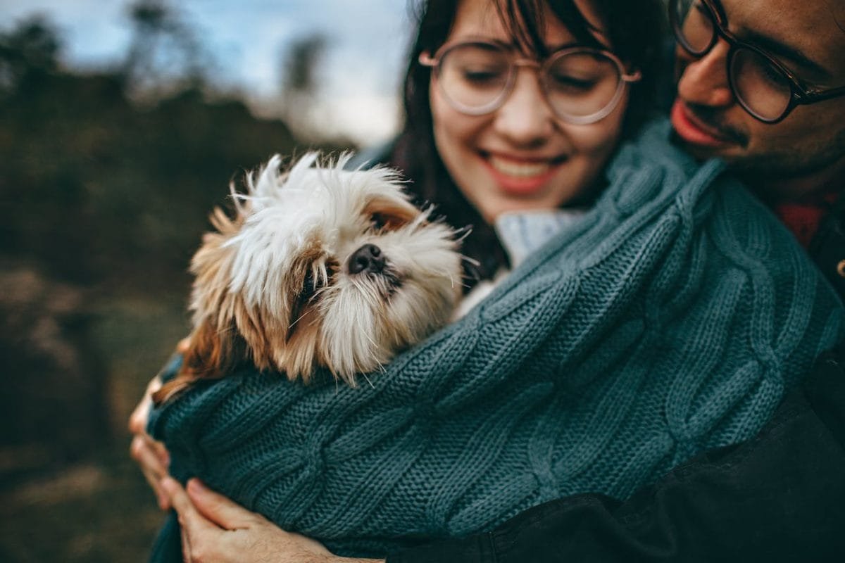 shih tzu perro