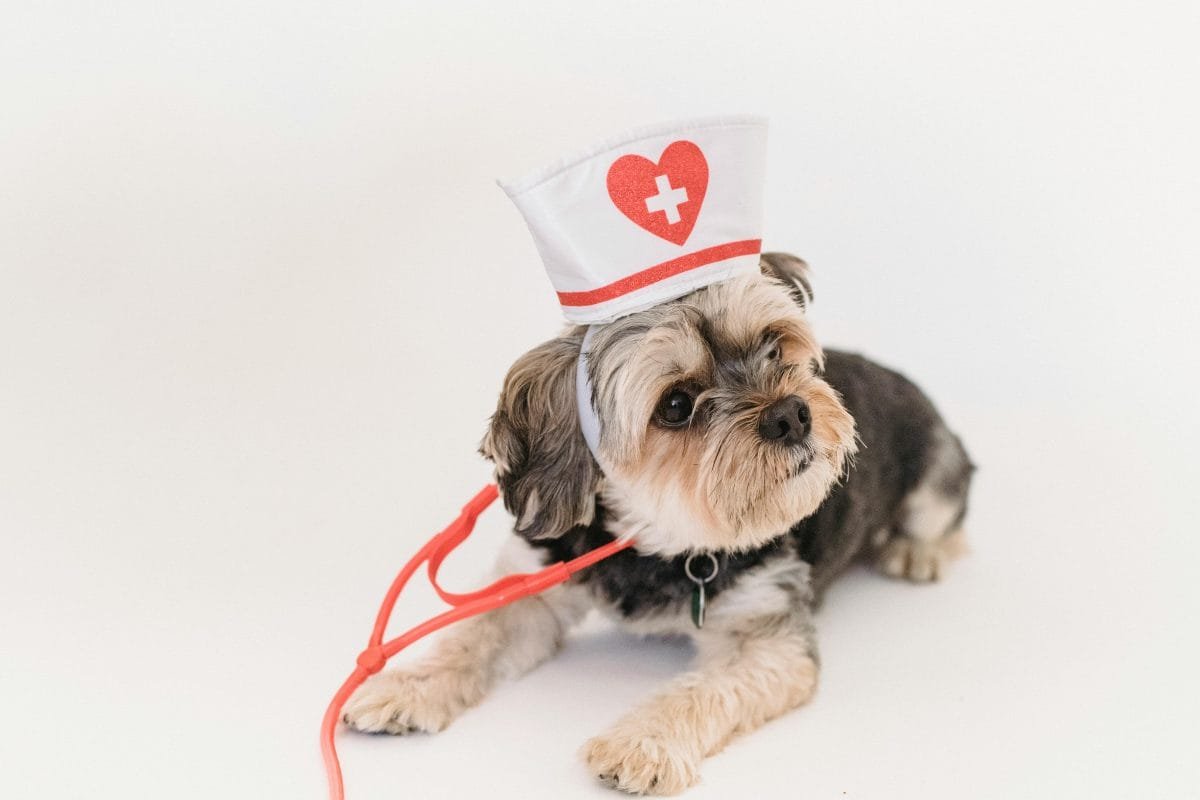 esterilizacion perros